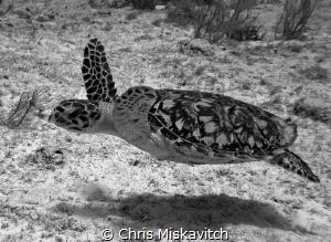 Turtle swimming by too say hello by Chris Miskavitch 